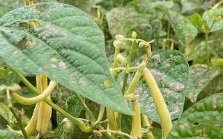 Close up of wax beans growing on the vine.