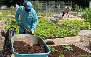 Volunteers add compost to one of the beds and weed another bed of vegetables.