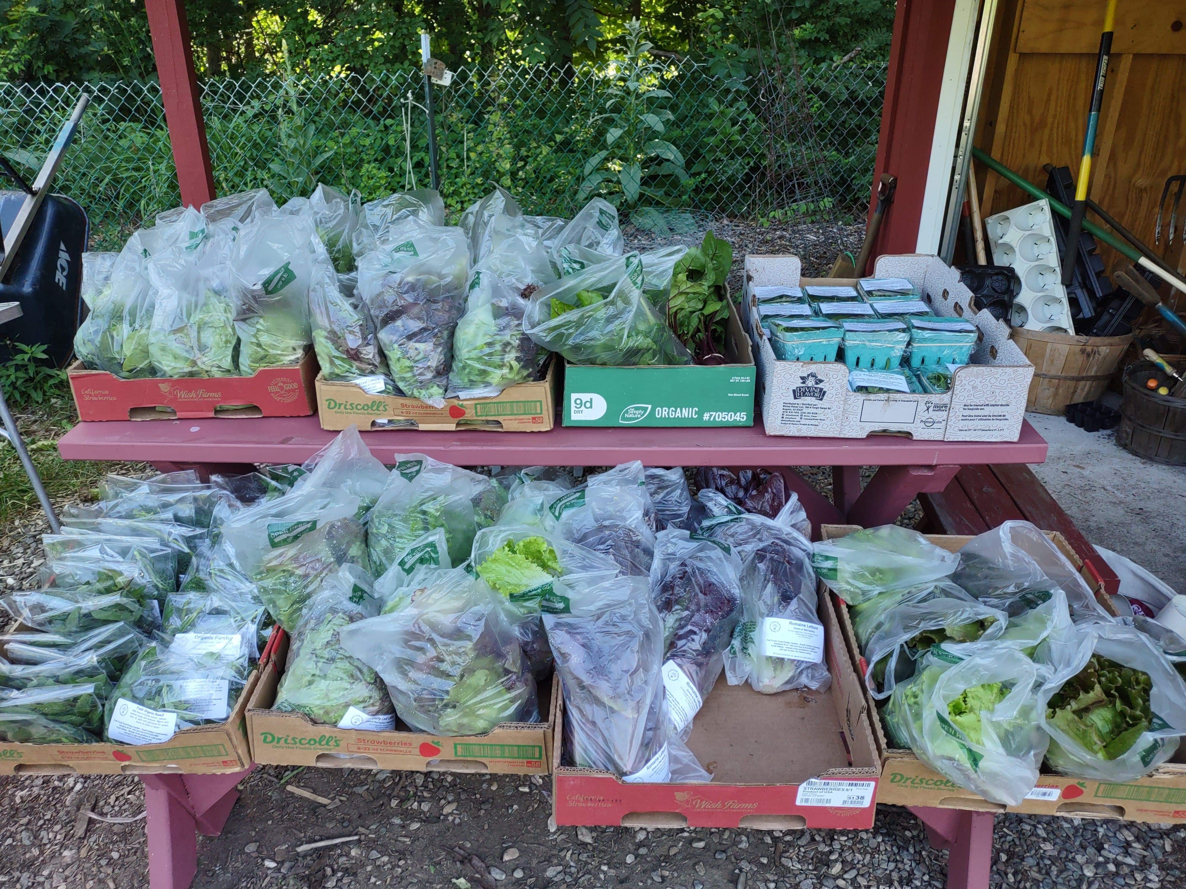 Bags and boxes of fresh produce arranged in flats to be brought to the Food Pantry. 